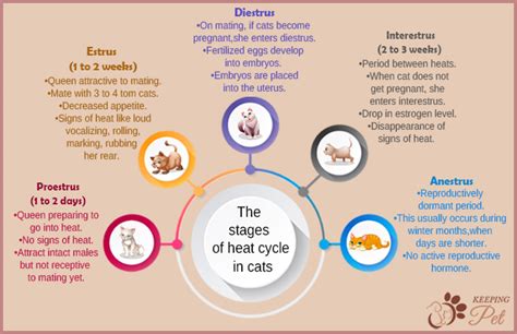 How Long Does A Cat Stay In Heat