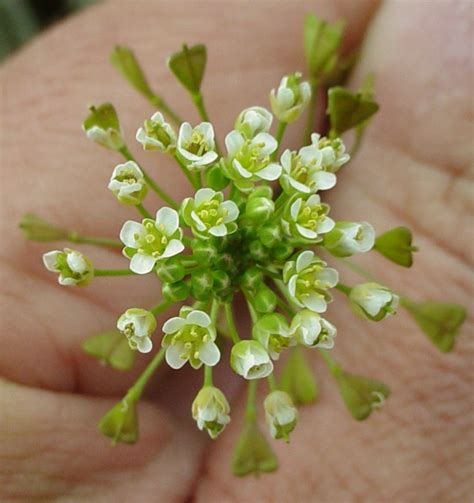 Capsella Bursa Pastoris Shepherds Purse Go Botany