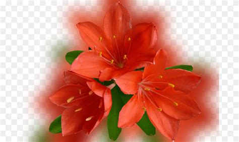 Color Palette Ideas From Flower Lily Flowering Plant Orange Lily