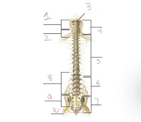 Anatomy 1 Chapter 5 Flashcards Quizlet