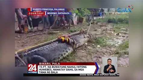 15 Ft Na Buwayang Nahuli Nitong Huwebes Namatay Dahil Sa Mga Tama Ng