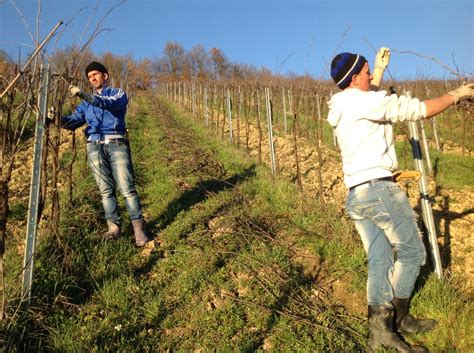 Guía de Poda Royat de la vid Agroptima