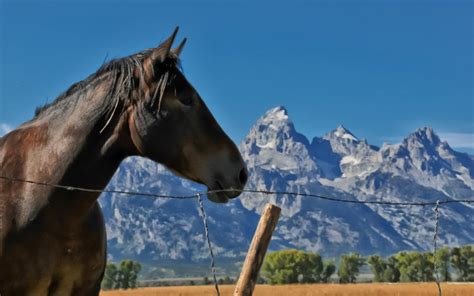 Horses Landscapes Mountains Wallpapers Hd Desktop And Mobile