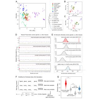 Hypotheses Regarding The Evolutionary Derivation Of Spider Venom