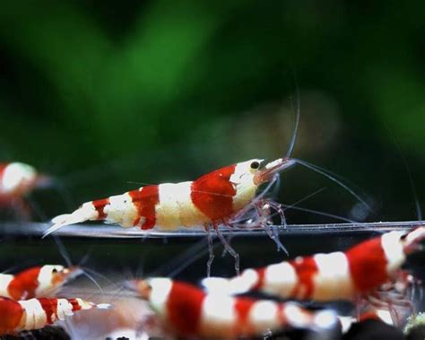 Caridina Shrimp Care: Tank Requirements, Breeding & More - The Aquarium ...