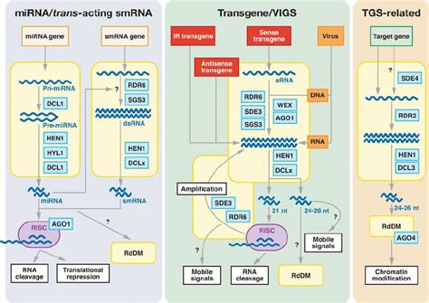 A Scheme Summarizing Current Models For Rna Silencing In Plants To