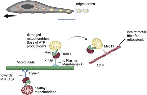 Mitochondrial Quality Control Just Walk Away Cell Metabolism