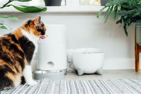 Best Cat Water Fountains Of 2023 Under 40