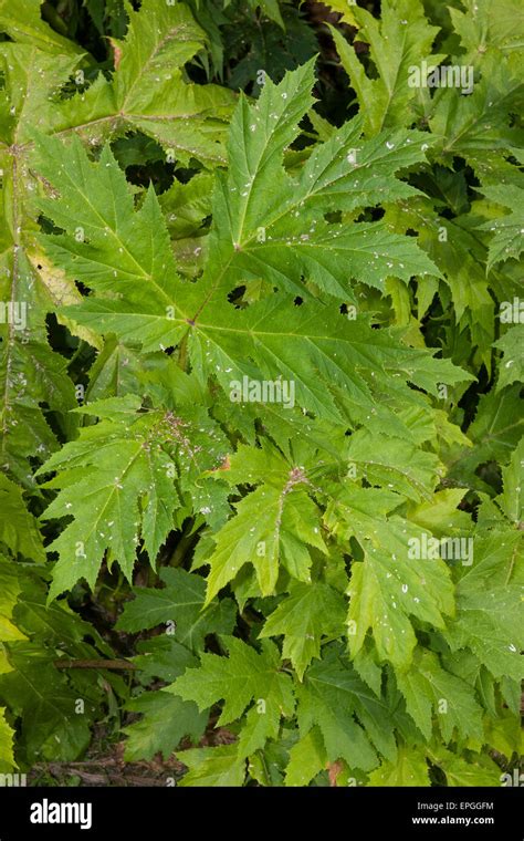 Giant hogweed mucca gigante pastinaca Riesen Bärenklau