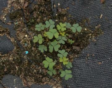 Unlock The Power Of Oxalis Corniculata Discover Its Uses Benefits And Side Effects