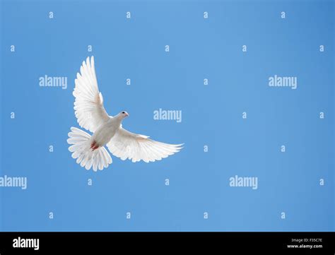 White Dove Flying In The Sky Stock Photo Alamy