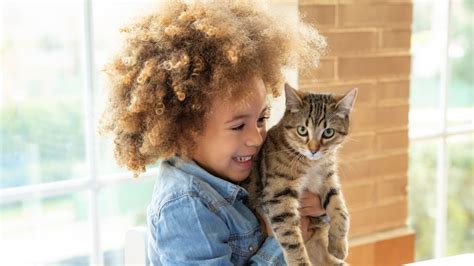 Top six kitten care tips: A vet's guide | PetsRadar