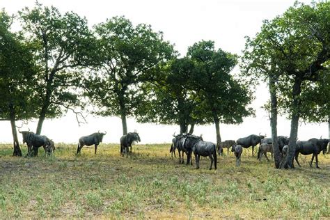 Common Wildebeest - Fossil Rim Wildlife Center