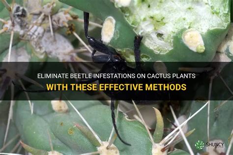 Eliminate Beetle Infestations On Cactus Plants With These Effective Methods Shuncy