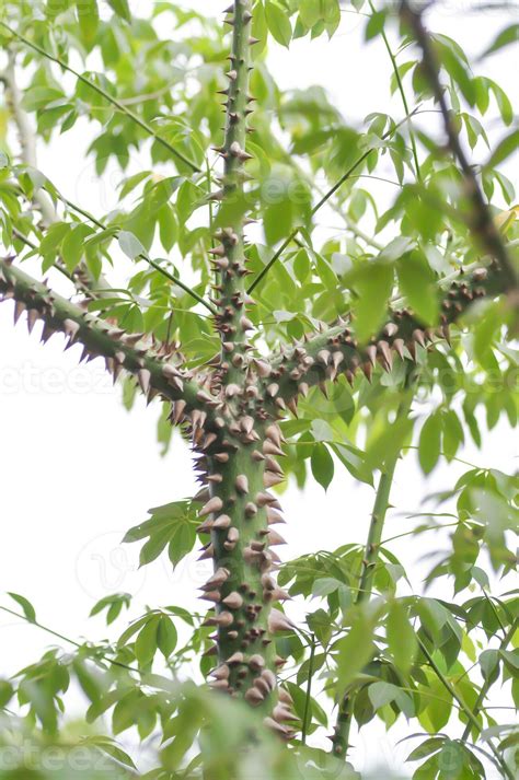 Bombax anceps Pierre, nBombacaceae,Bombax ceiba Linn or BOMBACACEAE or ...