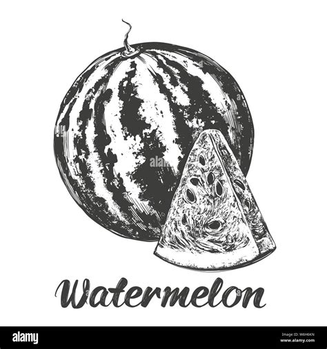 Watermelon Artwork Black And White Stock Photos And Images Alamy