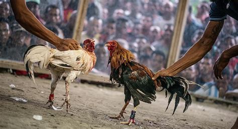 Feria De Las Fresas Sin Peleas De Gallos