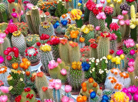 5 ideas de jardín de cactus