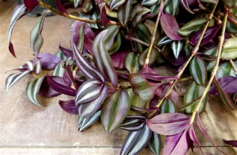 How To Propagate Wandering Jew At Home Inch Plant