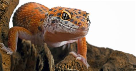 Top 10 Gecko Species that Make Great Pets