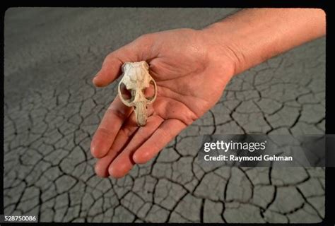 Muskrat Skull Photos and Premium High Res Pictures - Getty Images