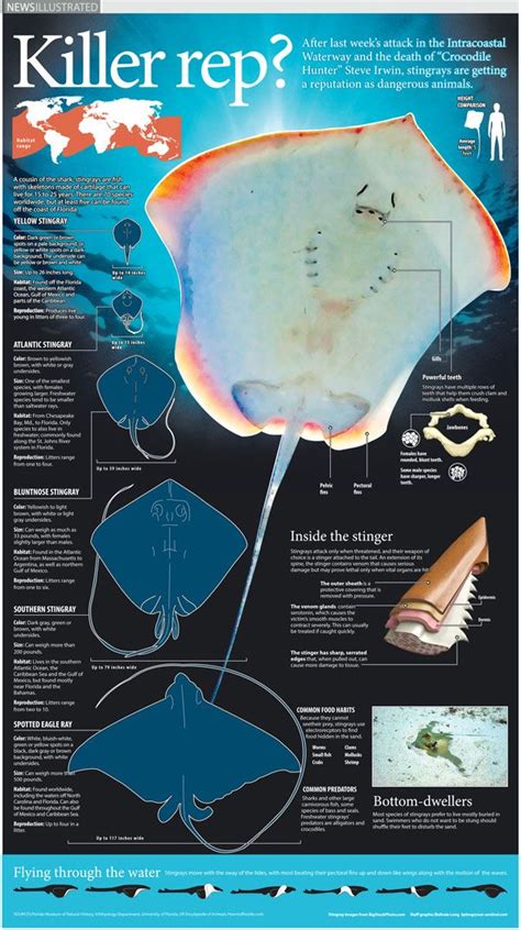 stingrays infographic artofit
