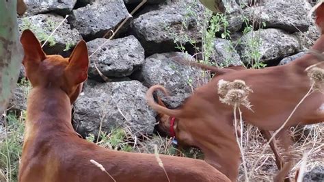 A Caccia Con Il Cirneco Negli Anfratti Lavici Dell Etna Youtube