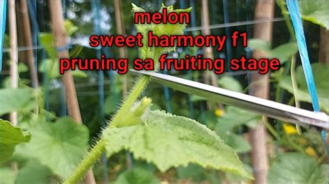 Melon Fruiting Stage Pruning Youtube