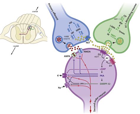 Dopaminergic Neurotransmission And Genetic Variation In Chronification