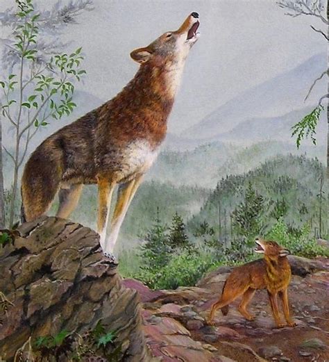 Red Wolf Painting at PaintingValley.com | Explore collection of Red ...