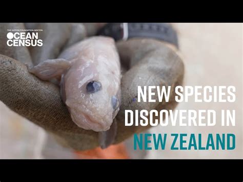 Expedici N Al Fondo Del Mar En Nueva Zelanda Descubre M S De