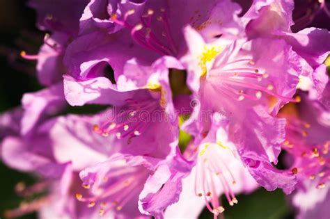 Flores Cor De Rosa Do Rododendro Foto De Stock Imagem De Beleza