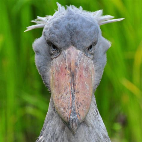 ranboo as shoebill storks on Twitter 𓅟 ranbill fact 𓅟