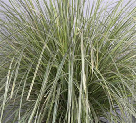 Platinum Beauty Lomandra