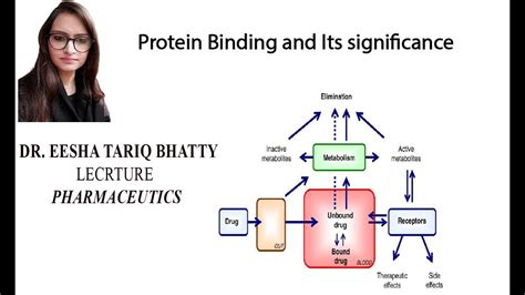 Protein Binding And Its Significance Biopharmaceutics And