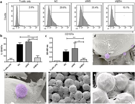 Hla Class I Silenced Ec On Sic Are Protected Against Cd T Cell