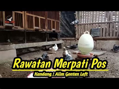 Rawatan Merpati Pos Sederhana Agl Cnl Vlog Merpati Youtube