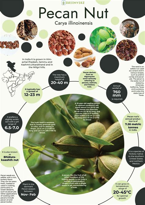 Infographics of Pecan Nut | Greenverz
