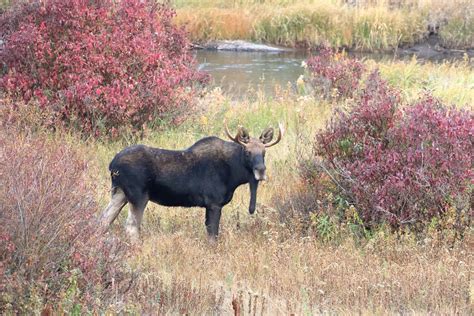 Birding for Mammals | FatherSonBirding