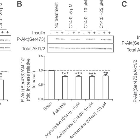 Acylcarnitine Treatments Result In Insulin Resistance At The Level Of