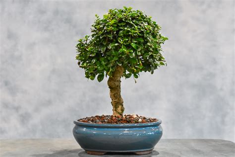 Fukien Tea Regular Leaf Straight Trunk Bonsai Tree Wigerts Bonsai