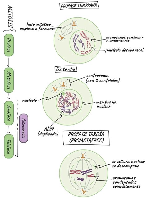 Mitosis y meiosis Imagenes del proceso PROFASE TEMPRANA huso mitótico