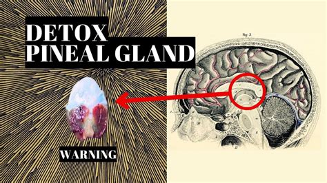 How To Decalcify The Pineal Gland Third Eye Youtube