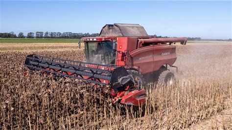 Harvesting Sunflowers Case Ih Combine Youtube