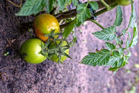 Ripe Red Tomatoes In A Hand On A Stem Of A Bush In A Garden At The