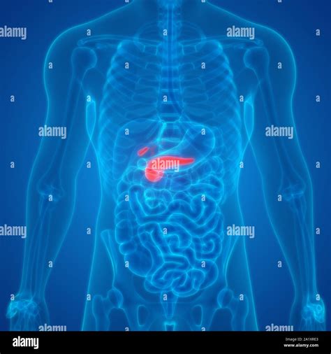 Les organes digestifs internes avec l anatomie du pancréas Vésicule