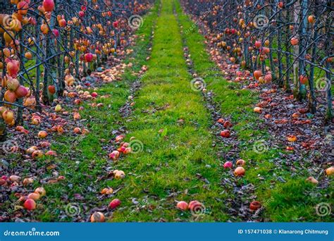 Apple Orchard In Autumn Winter Season I Stock Photo Image Of Juicy