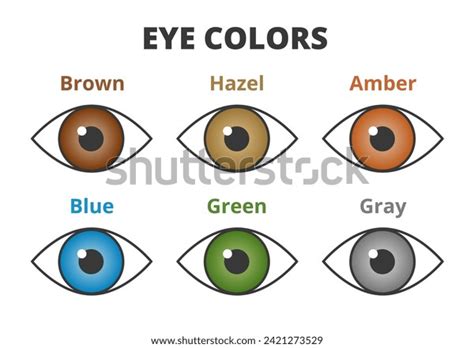 Vector Set Human Eye Color Range Stock Vector Royalty Free 2421273529 Shutterstock