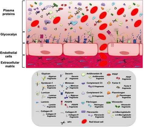 Schematic Illustration Of Different Proteins And Proteoglycans That Are