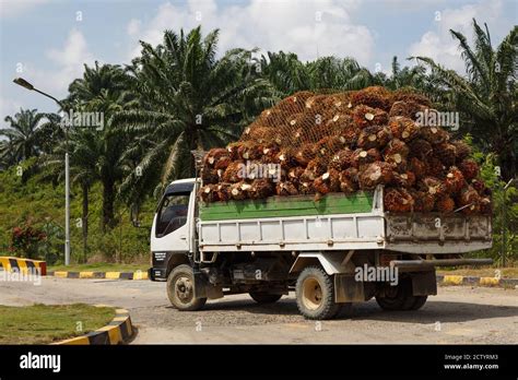 Oil Palm Fruit Truck Hi Res Stock Photography And Images Alamy